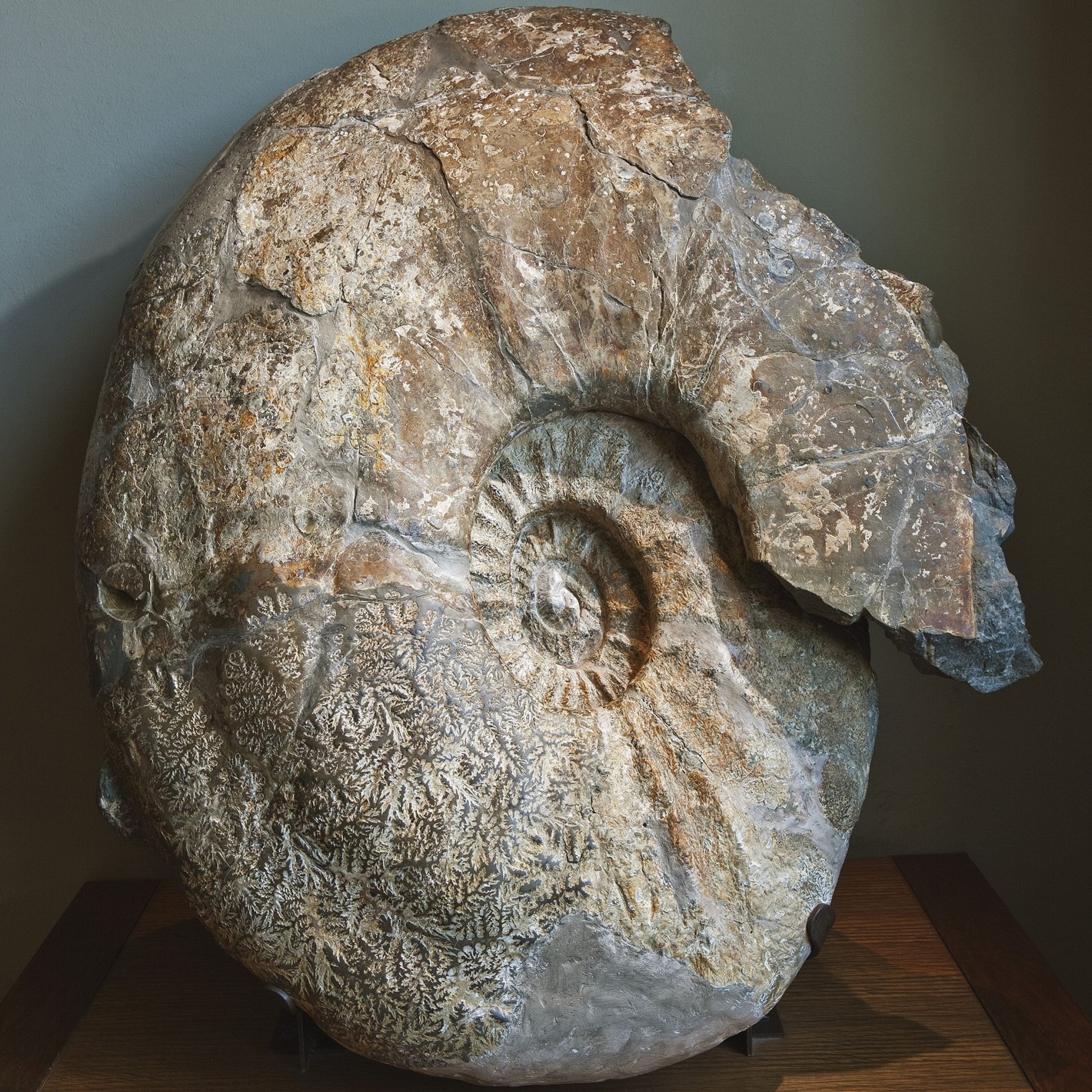 Ammonite exposée au Musée d’histoire naturelle de Vienne